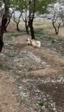 پامرین|سگ|شهرکرد, |دیوار