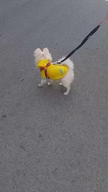 پامرین|سگ|پاکدشت, پاکدشت (مامازند)|دیوار