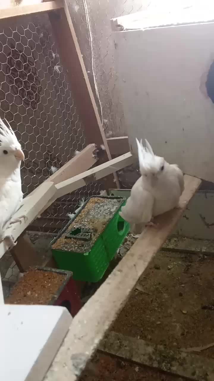 جفت عروس هلندی آلبینو مولد|پرنده|کوخرد هرنگ, |دیوار