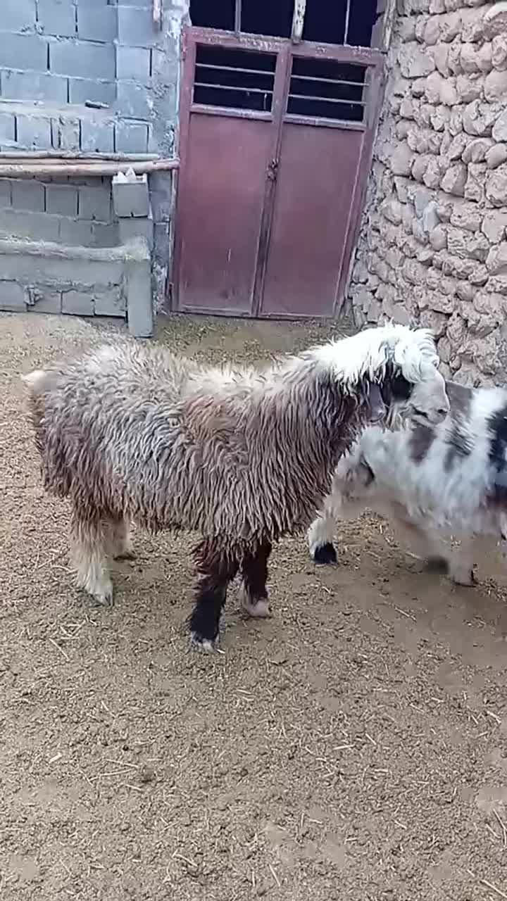 بره قوچی|حیوانات مزرعه|پادنا, |دیوار