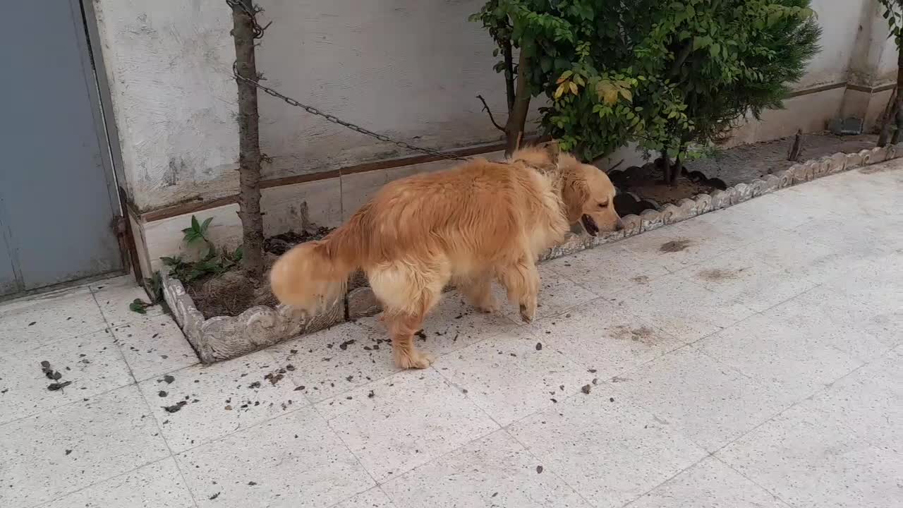 گلدن نربااصالت جهت کشش با گلدن ماده شما|سگ|لاهیجان, بازکیاگوراب|دیوار