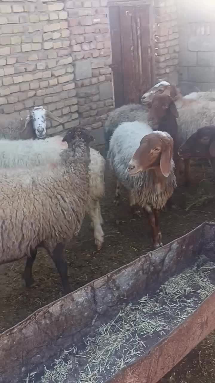 میش گله|حیوانات مزرعه|سبزوار, قصبه شرقی|دیوار