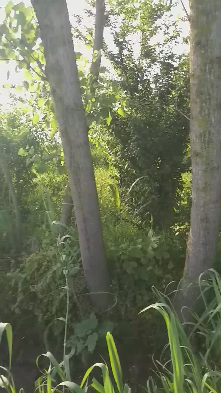 برنج دوباره کشت محلی فریدونکنار|خوردنی و آشامیدنی|فریدون‌کنار, |دیوار