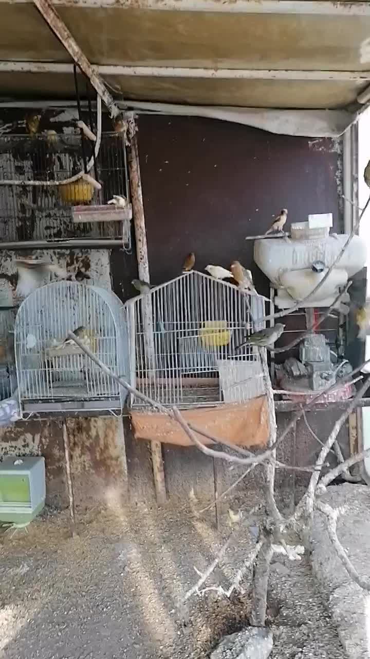 تعدادی قناری|پرنده|محمدشهر, همایون ویلا|دیوار