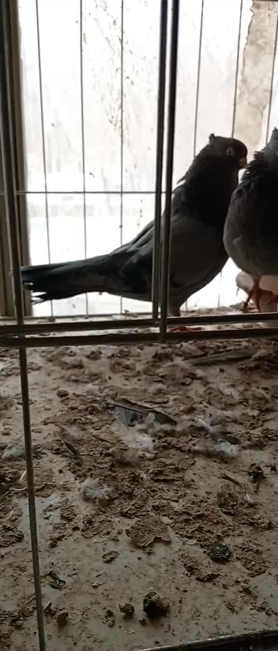 نر و ماده سبز ابادانی|پرنده|شهرضا, |دیوار