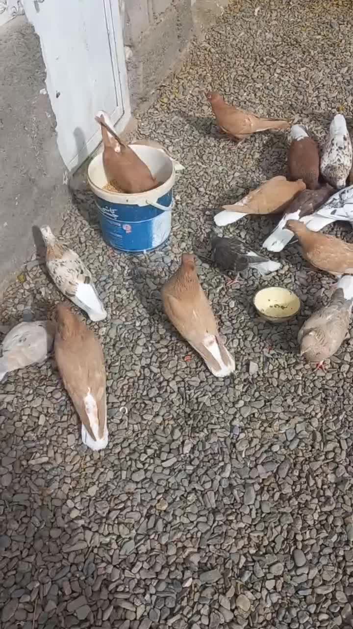 دم سفید|پرنده|تربتحیدریه, فردوسی جنوبی|دیوار