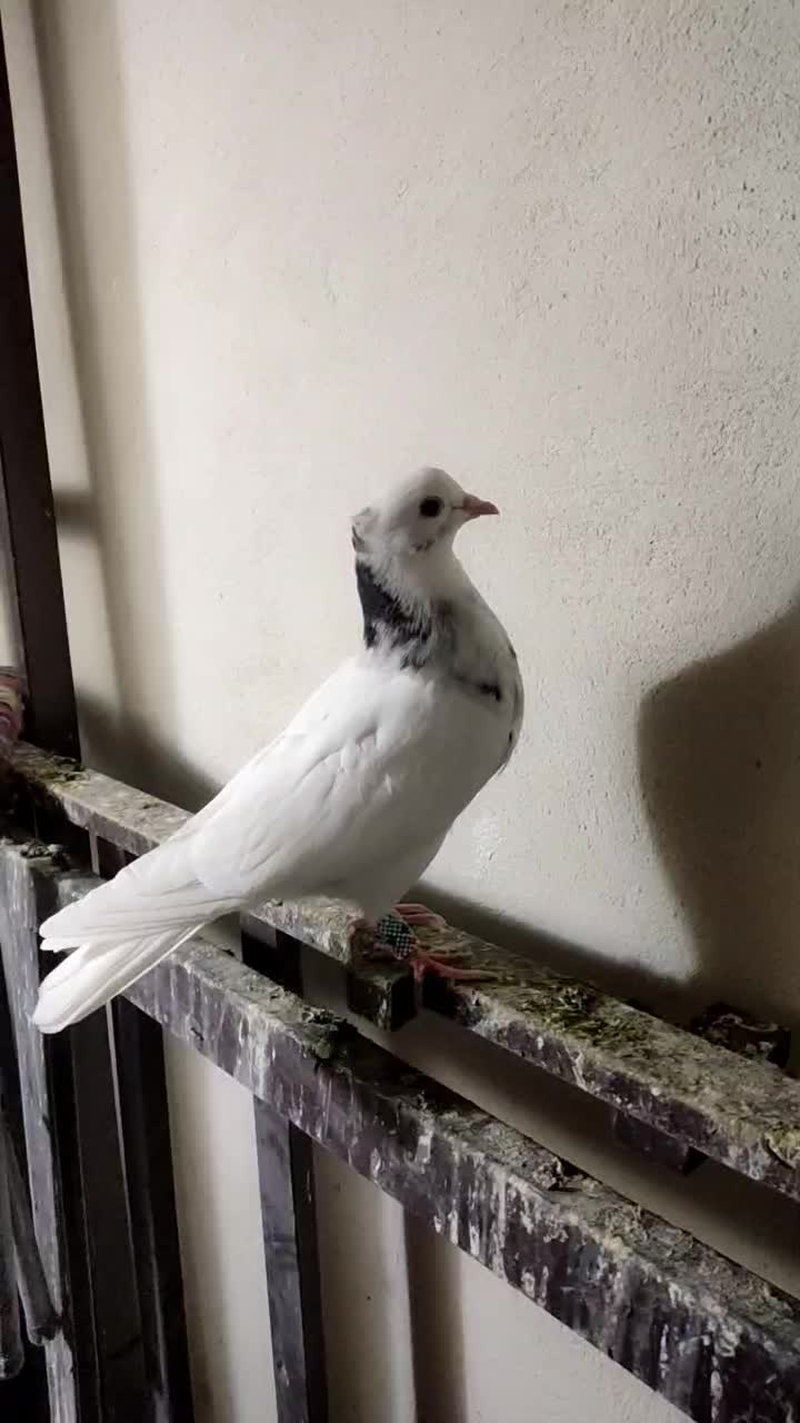 کبوتر طوقی|پرنده|سنندج, |دیوار