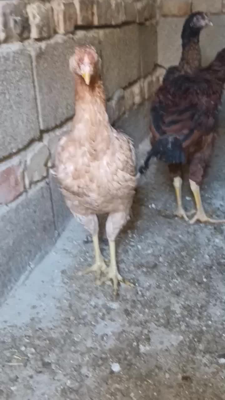 نوچه لاری|حیوانات مزرعه|خاش, |دیوار