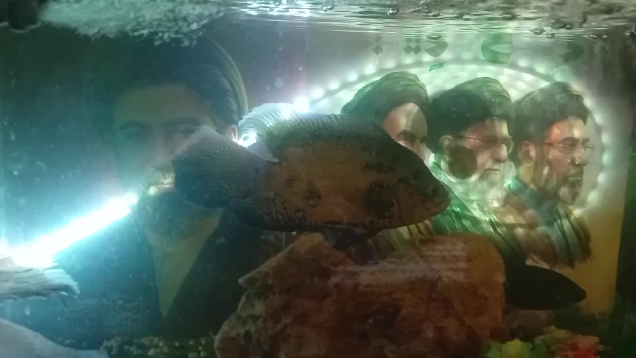 600|ماهی|قم, نخودی|دیوار