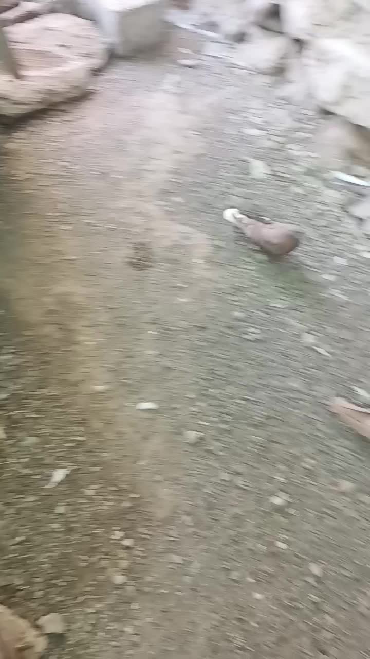 فروش جوجه گره و درجایی|پرنده|رودان, |دیوار