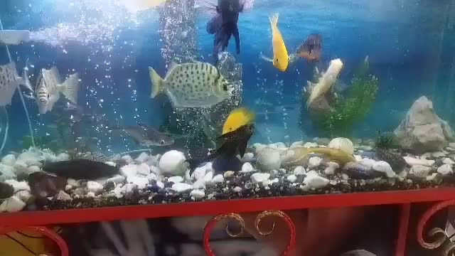 آکواریم  فروشی|ماهی|قمصر, |دیوار