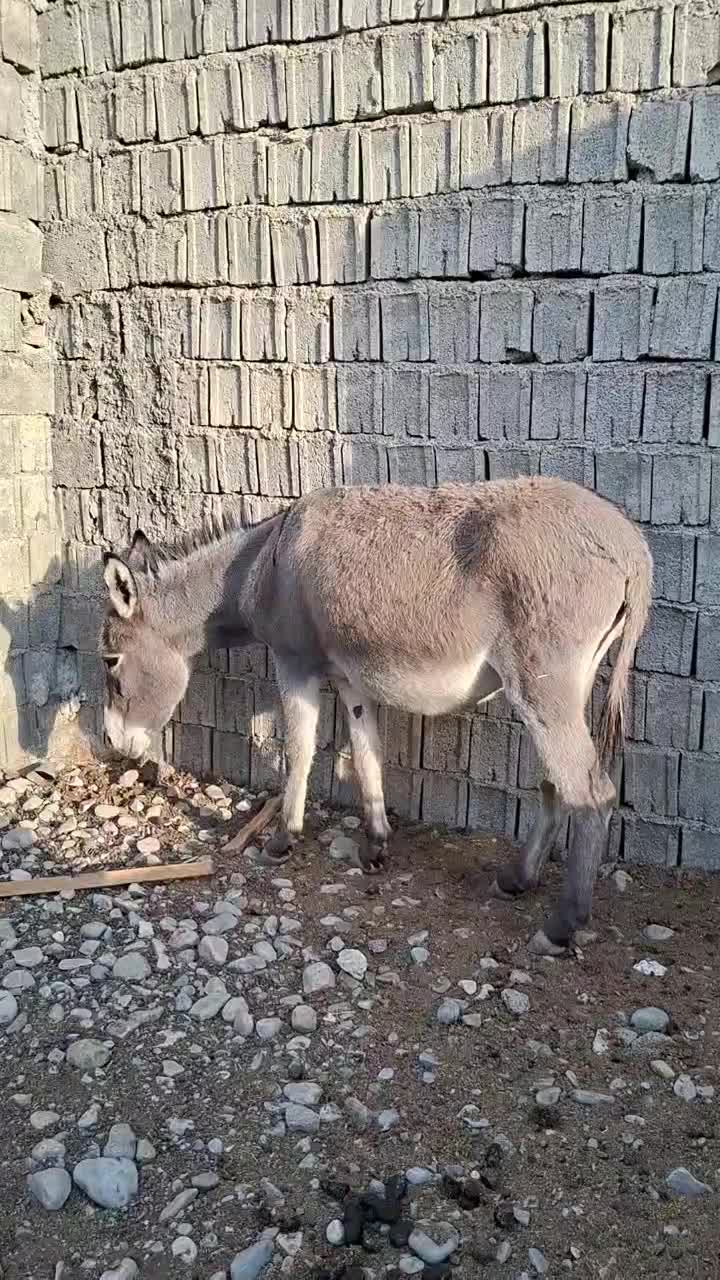 چن عدد ماده خر|حیوانات مزرعه|باشت, |دیوار