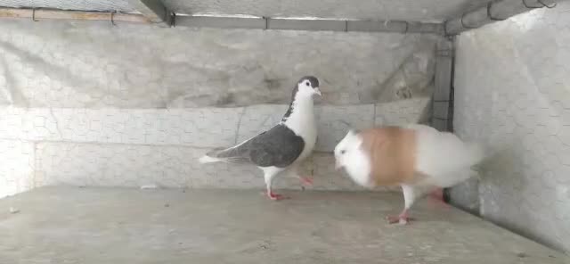 کبوتر|پرنده|تهران, پرستار|دیوار