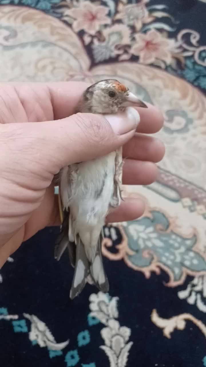 جوجه سهره|پرنده|اندیمشک, |دیوار