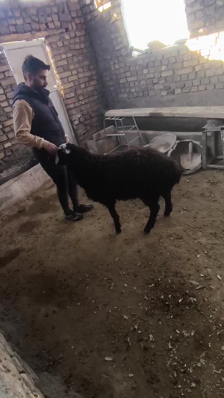 اصل شال بوئین زهرا|حیوانات مزرعه|بوئین زهرا, |دیوار