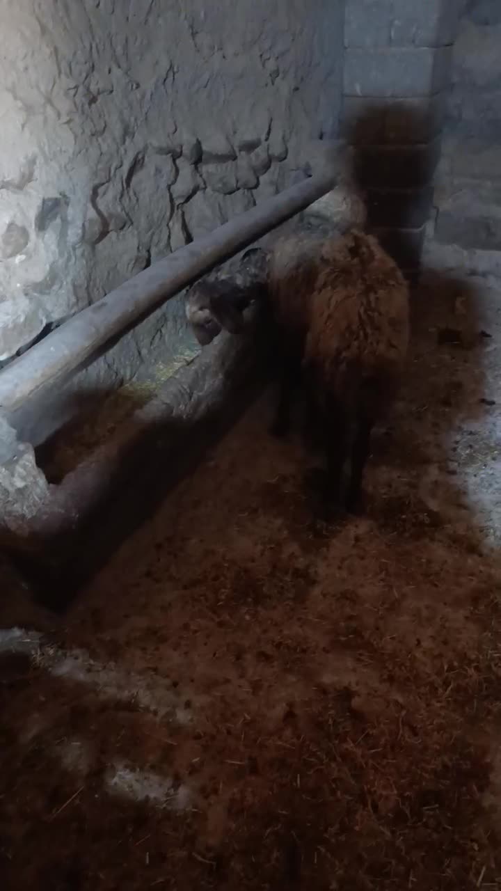 میش وبره|حیوانات مزرعه|صحنه, |دیوار