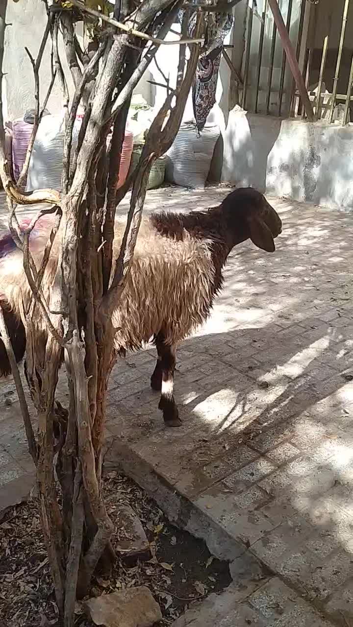 بره نر قوچی و پرواری|حیوانات مزرعه|تربتحیدریه, حاجی یار|دیوار