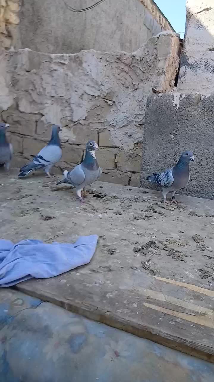 کبوتر پلاکی مسافتی|پرنده|حمیدیا, |دیوار