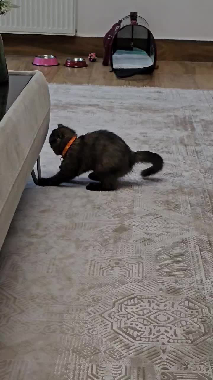 گربه بریتیش شورت هیر|گربه|گنبد کاووس, |دیوار