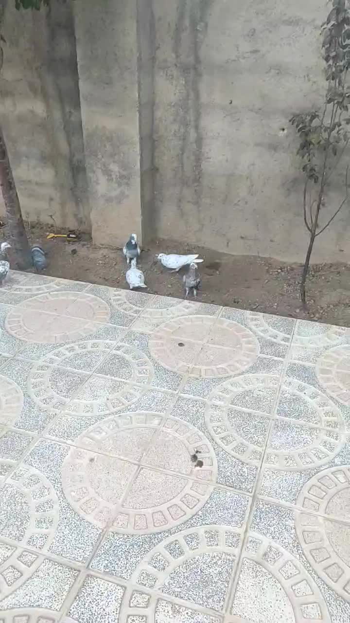 کفتر سرور|پرنده|شیراز, قلات|دیوار
