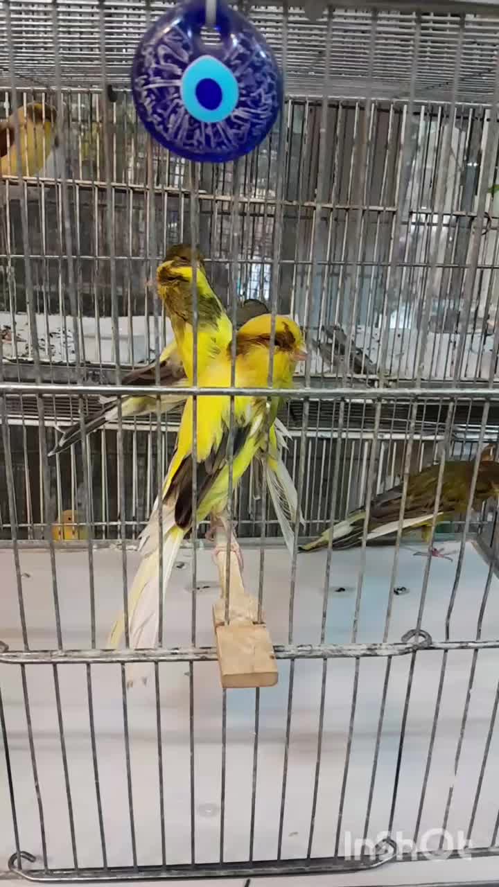 قناری رسمی.سوپر.پرستار|پرنده|تهران, امین حضور|دیوار