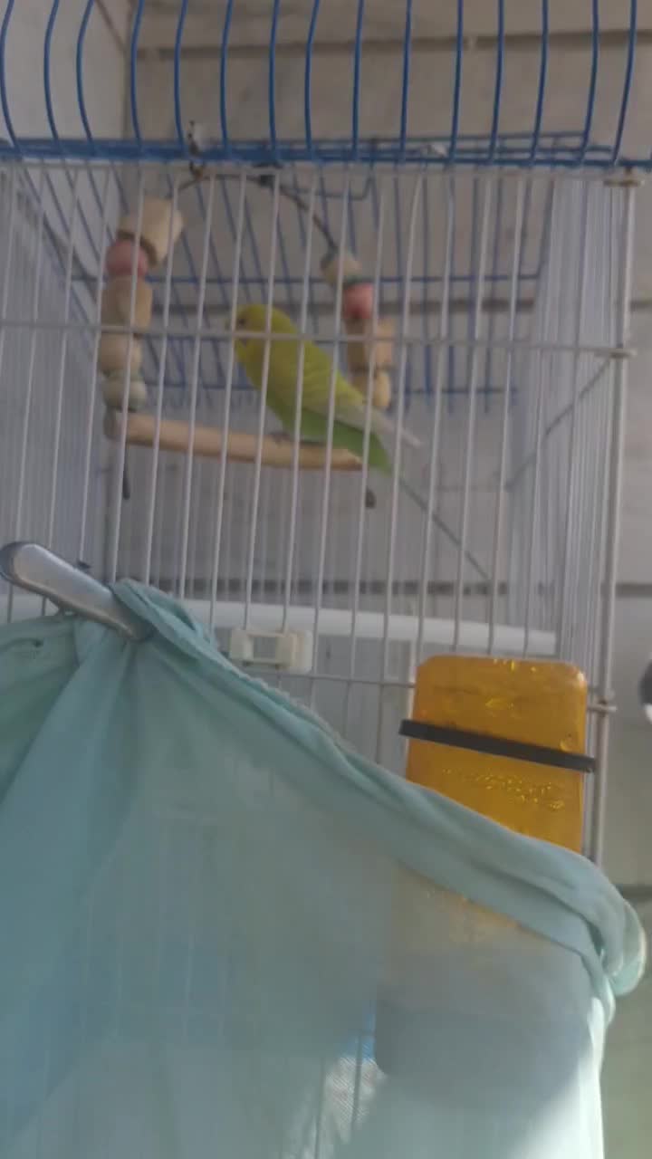 مرغ عشق همراه قفس و لوازم|پرنده|رباطکریم, رباطکریم|دیوار