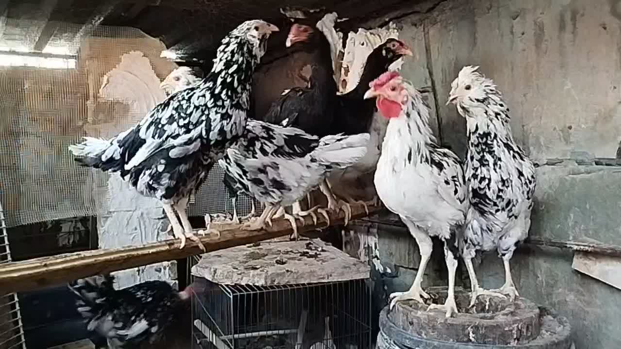 تخم نطفه دار گلین|حیوانات مزرعه|اسلامشهر, مطهری|دیوار