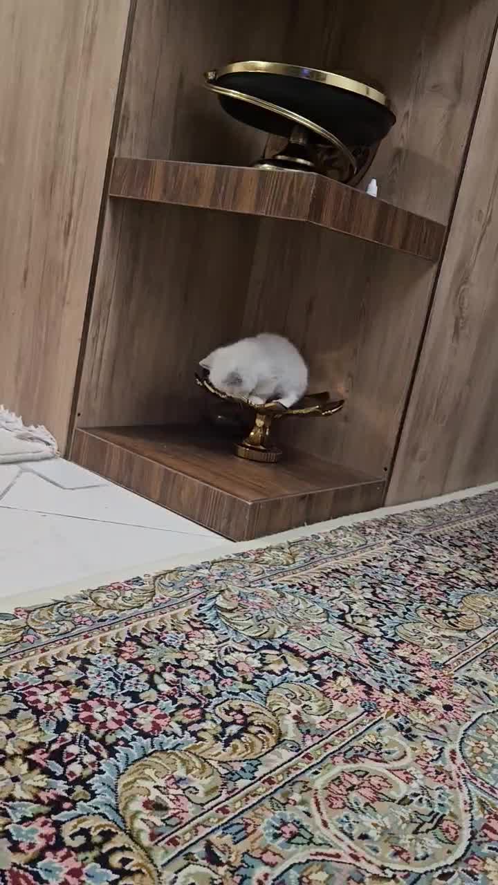 بچه گربه‌های اسکاتیش فولد اصیل آماده|گربه|کرمان, |دیوار