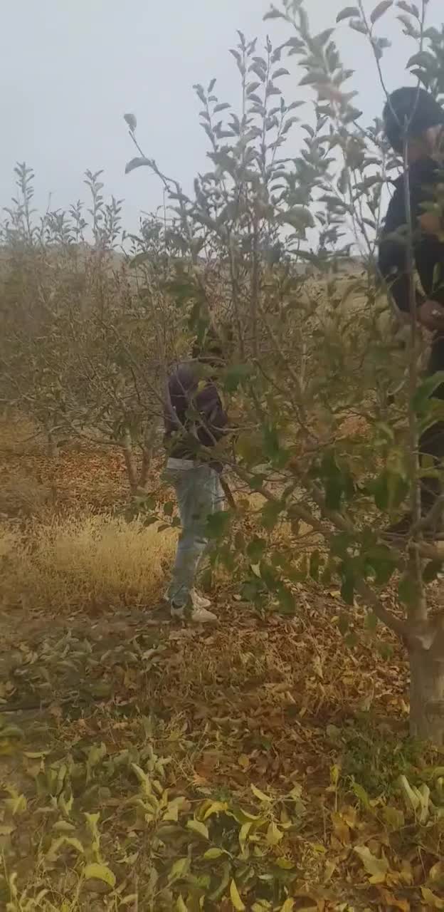 هرس درختان میوه پذیرفته میشود صددرصد تضمینی|خدمات باغبانی و درختکاری|مشهد, درزآب|دیوار