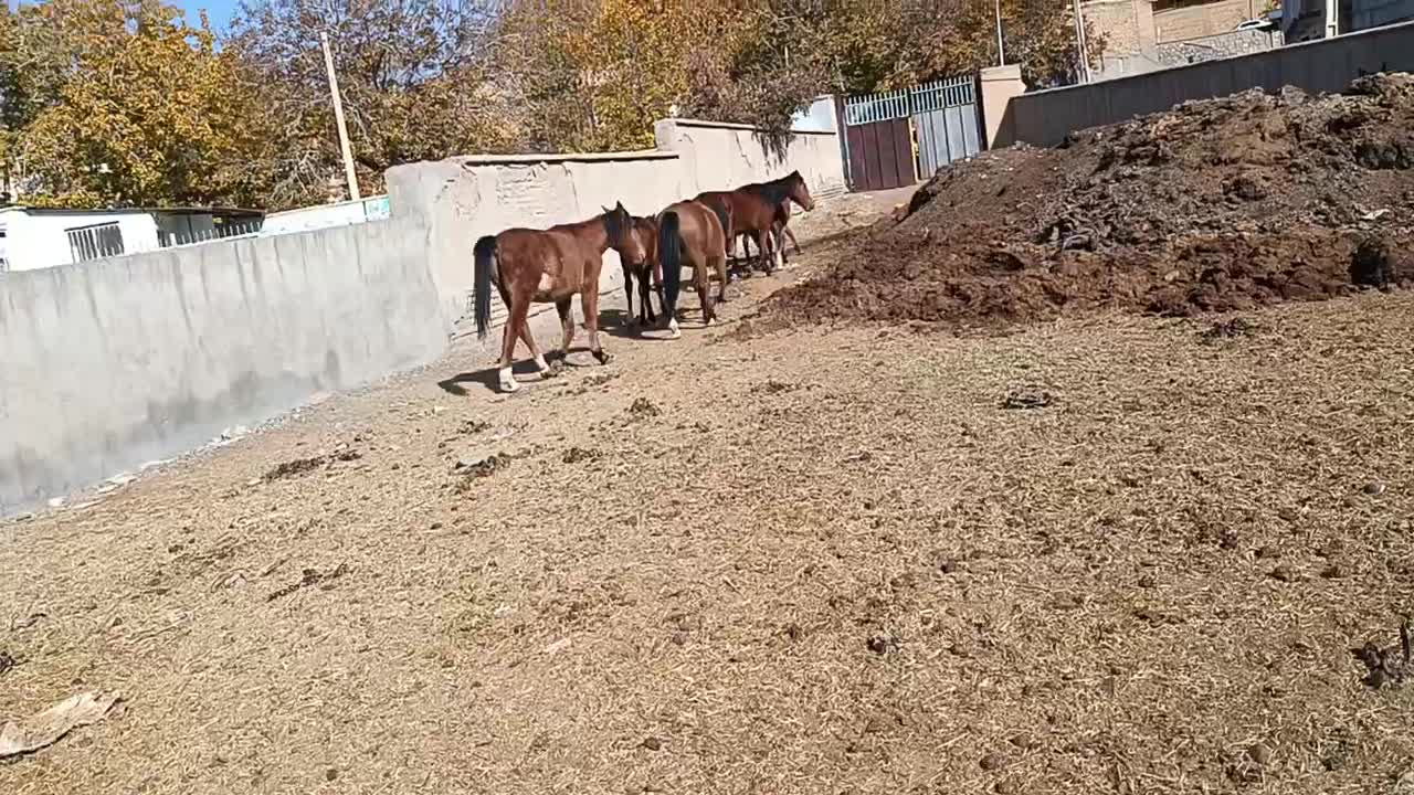 واگذاری اسب|اسب و تجهیزات اسبسواری|مرند, |دیوار