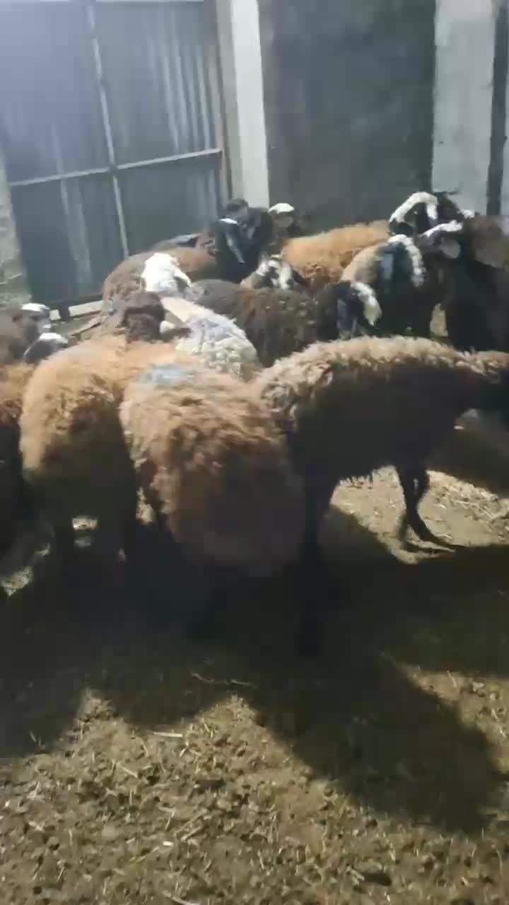 بره نر ۱۴ راس|حیوانات مزرعه|محمدیه-قزوین, |دیوار