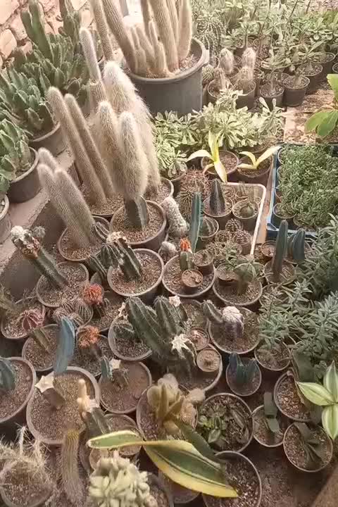 فروش ویژه کاکتوس وساکولنت|گل و گیاه طبیعی|فاضل آباد, |دیوار