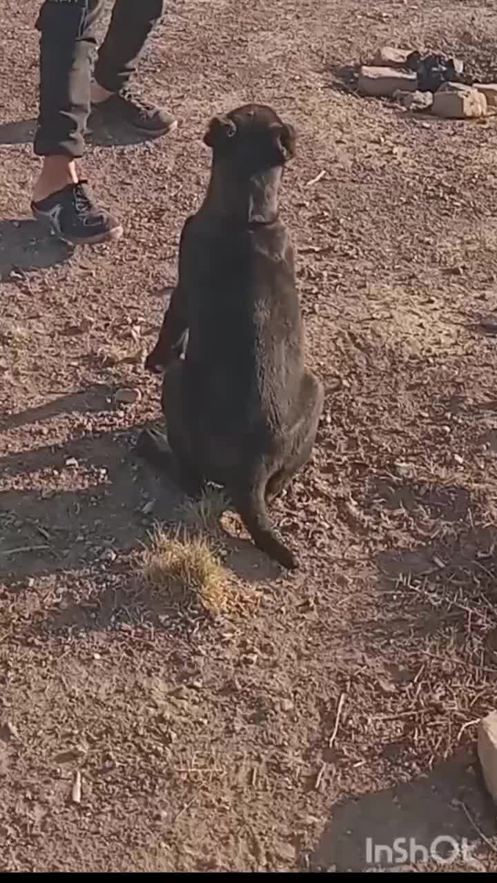 توله 3 ماهه|سگ|تربت‌حیدریه, پائین ولایت|دیوار