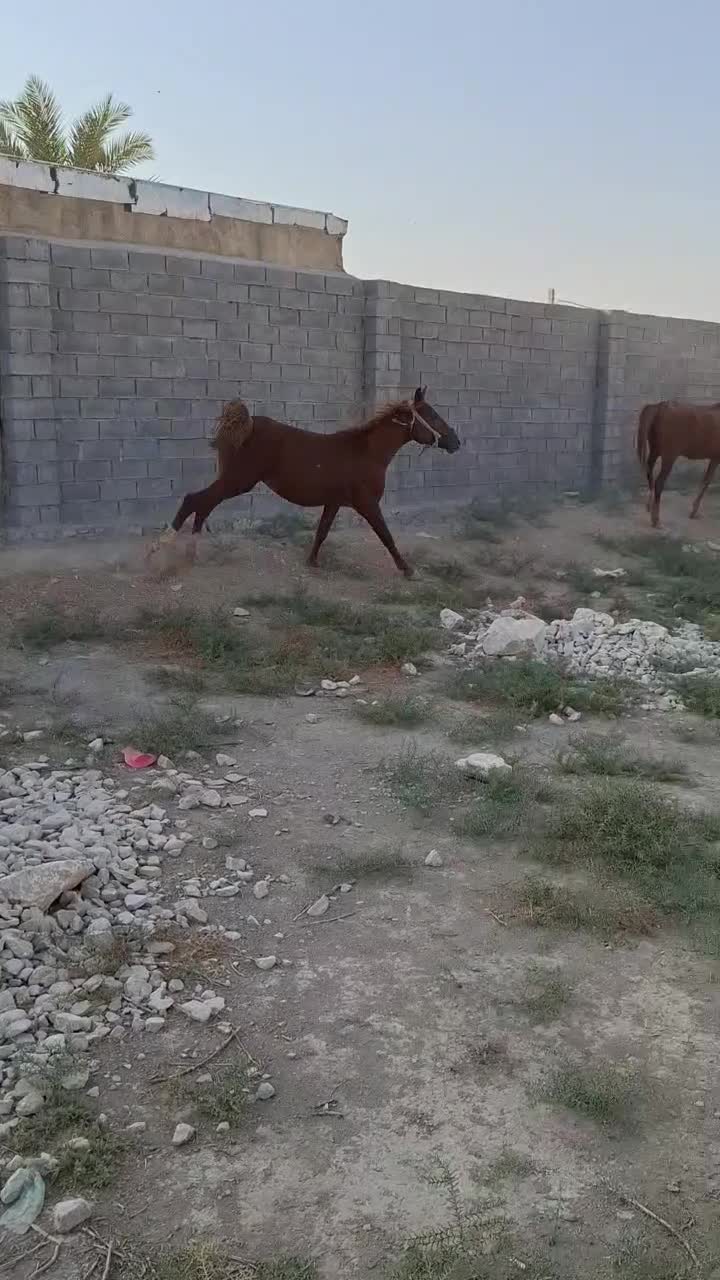 فروش مادیون همراه کره نر یک سال و نیم|اسب و تجهیزات اسبسواری|بهبهان, |دیوار