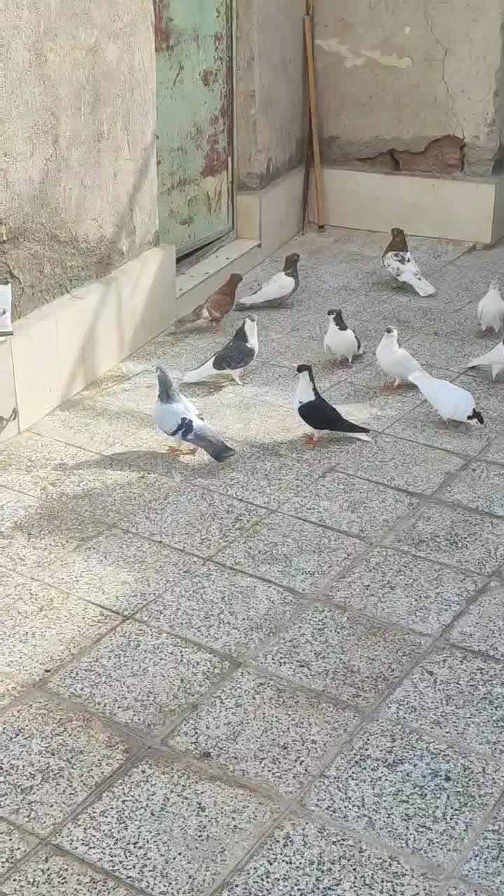 کفتر کبوتر چند جفت چپ سینه و چند تا جوجه جوانه|پرنده|کاشمر, |دیوار