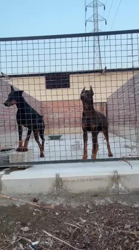 سگ دوبرمن تیپ اروپایی|سگ|شهریار, رامین|دیوار