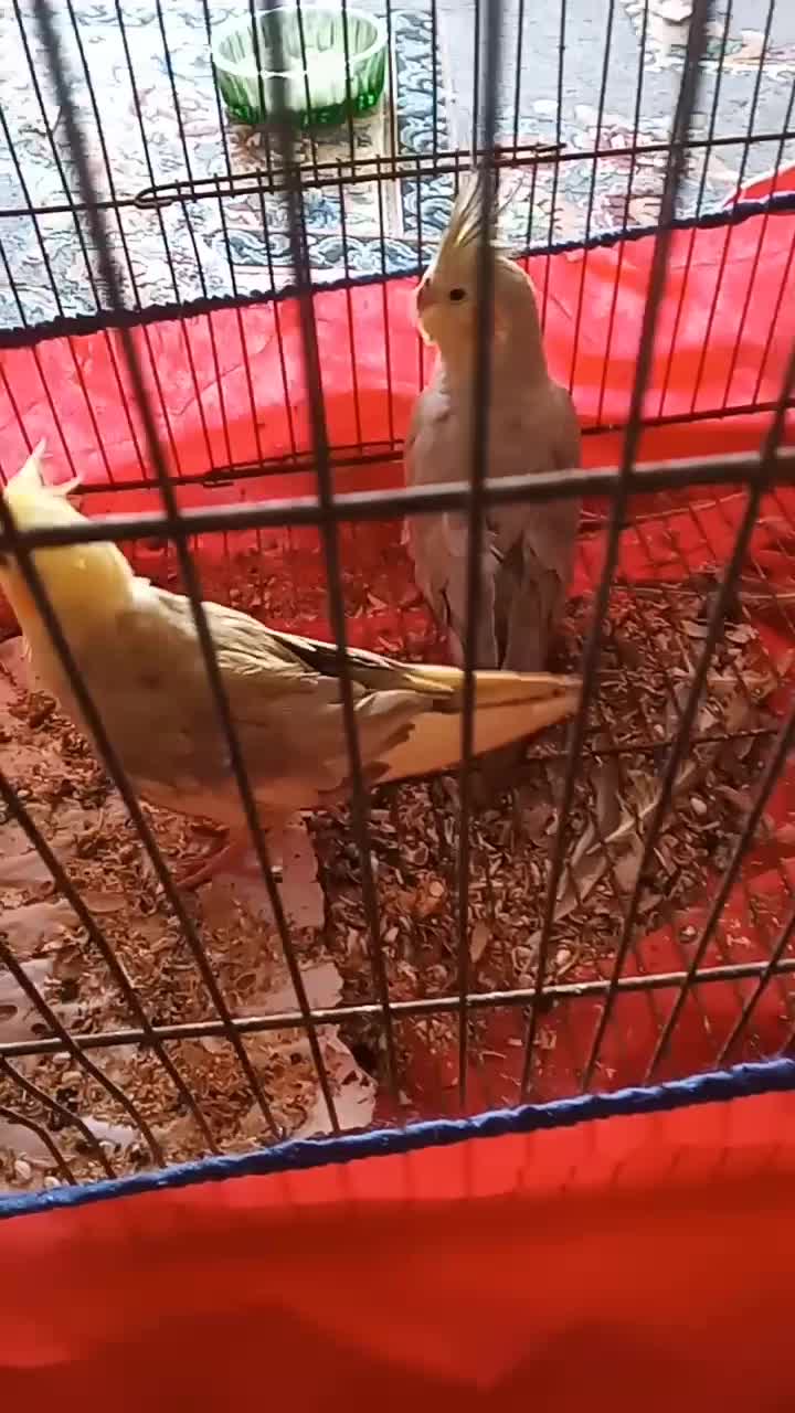 جهت معاوضه غیرازکبوتر کاملا دستی نروماده|پرنده|فلاورجان, |دیوار