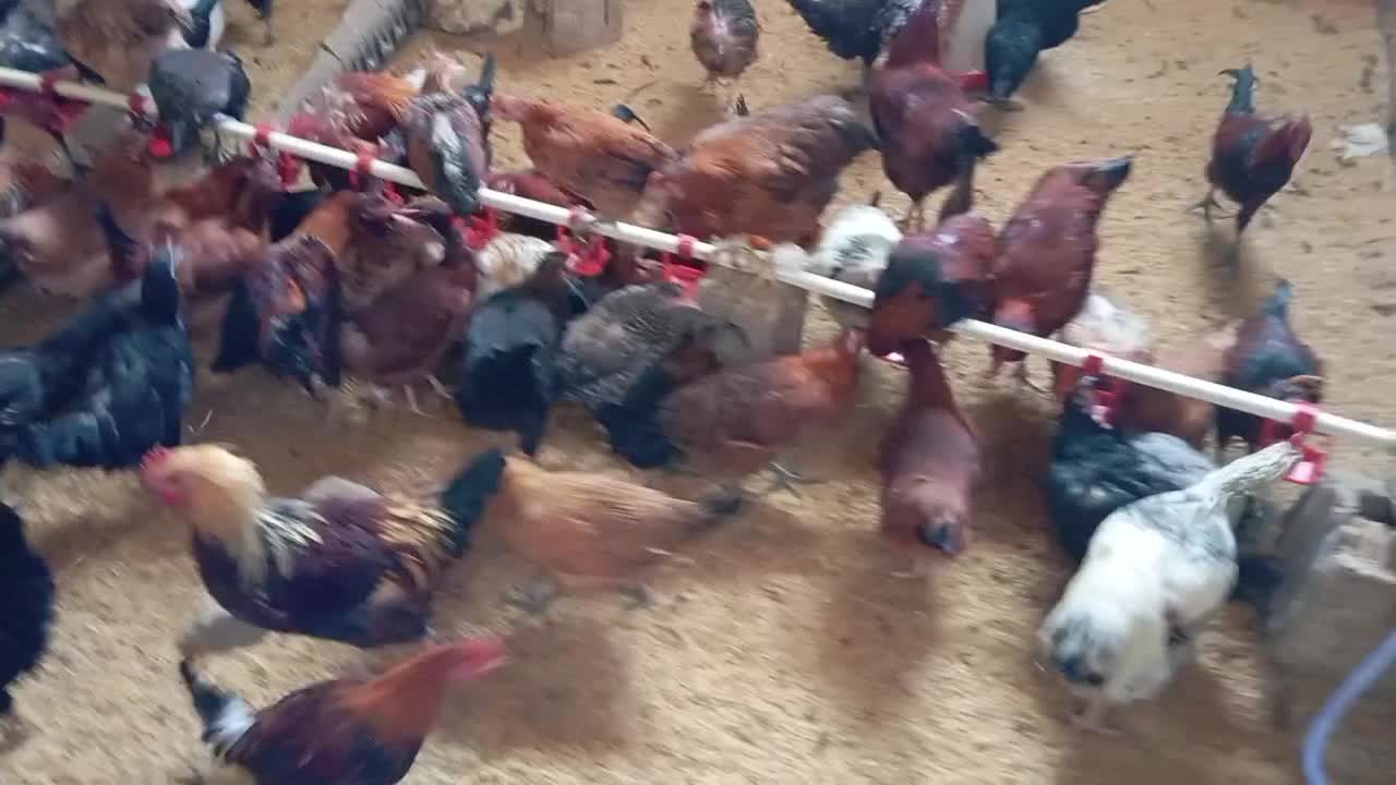 فروش مرغ و خروس محلی|حیوانات مزرعه|فولادشهر, مسکن مهر فولادشهر|دیوار