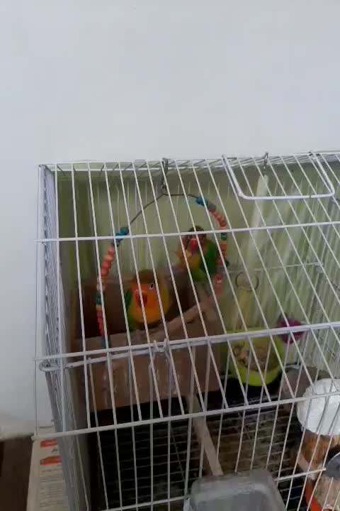 یک جفت طوطی کوتوله برزیلی نقابدار|پرنده|اصفهان, پروین|دیوار