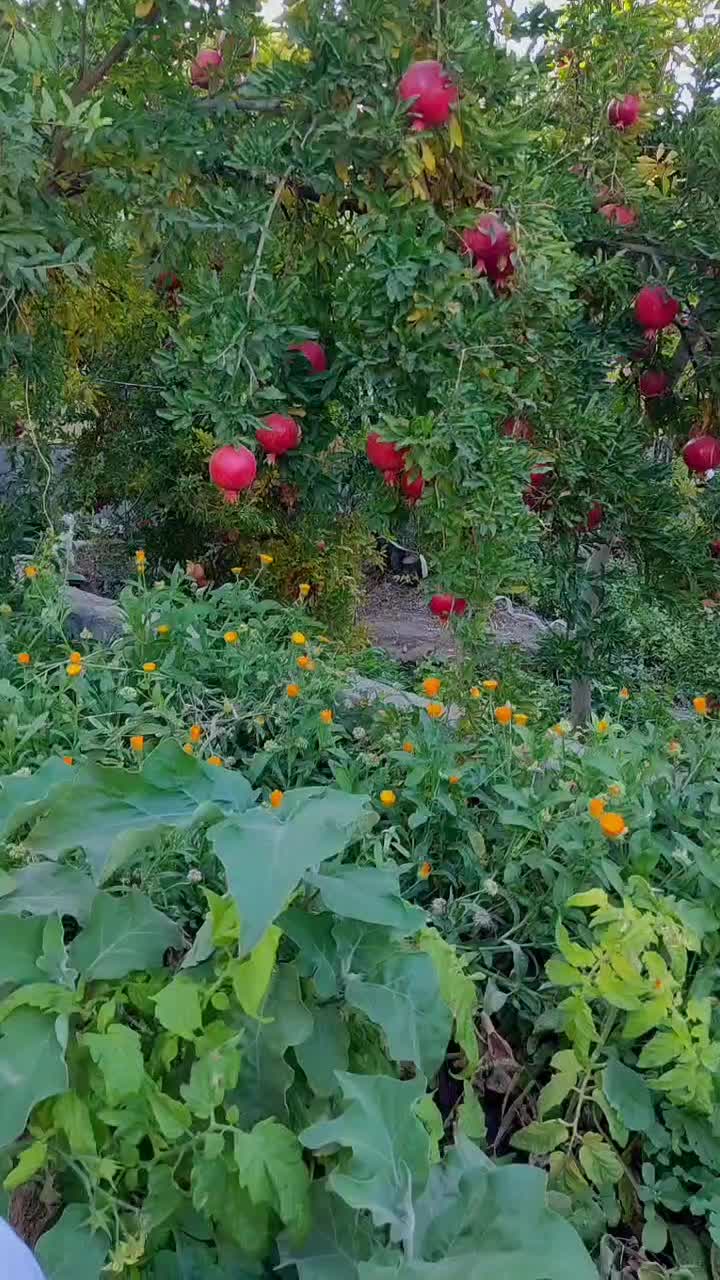 فروش انار|عمدهفروشی|شهرضا, |دیوار