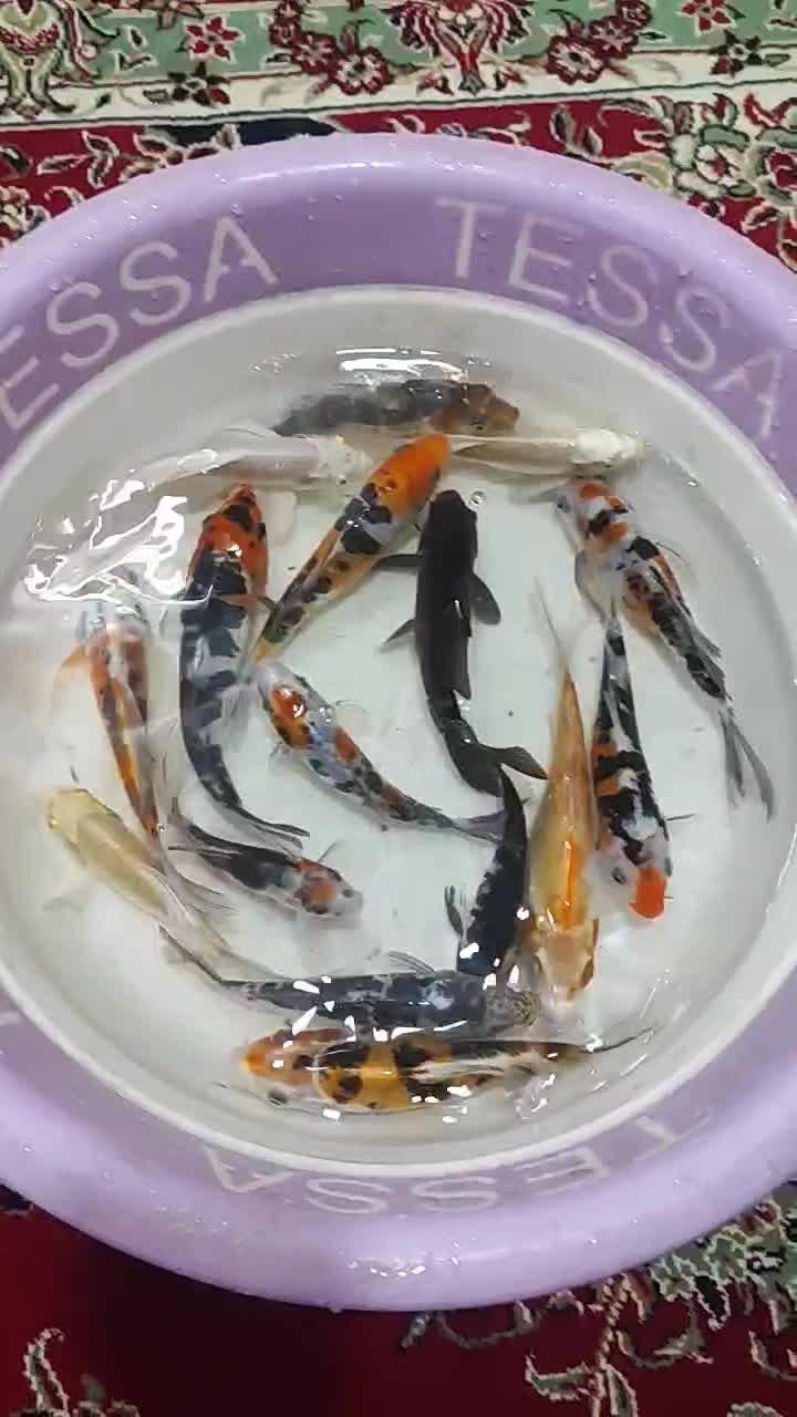 ۱۶ عدد ماهی کوی اصیل، سالم و بزرگ|ماهی|اصفهان, عاشقآباد|دیوار