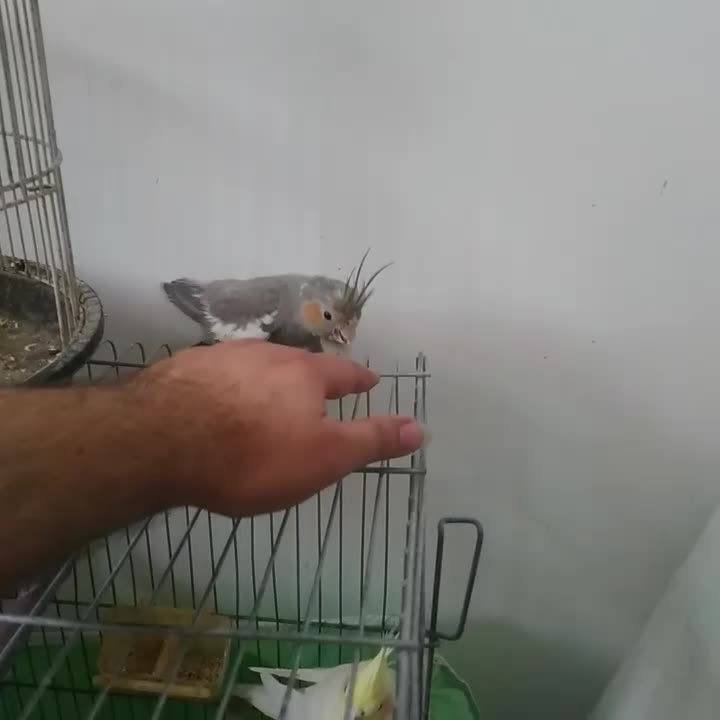 جوجه ۴ماهه نر دستی|پرنده|اهواز, کوی ترابری|دیوار