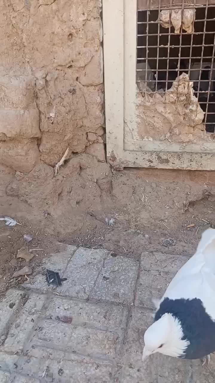 نر طوقی کاکلی|پرنده|درمیان, |دیوار