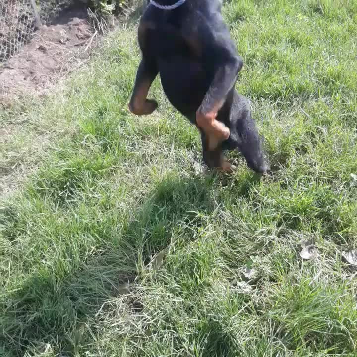 روتوایلر نرو ماده|سگ|تالش, جوکندان|دیوار