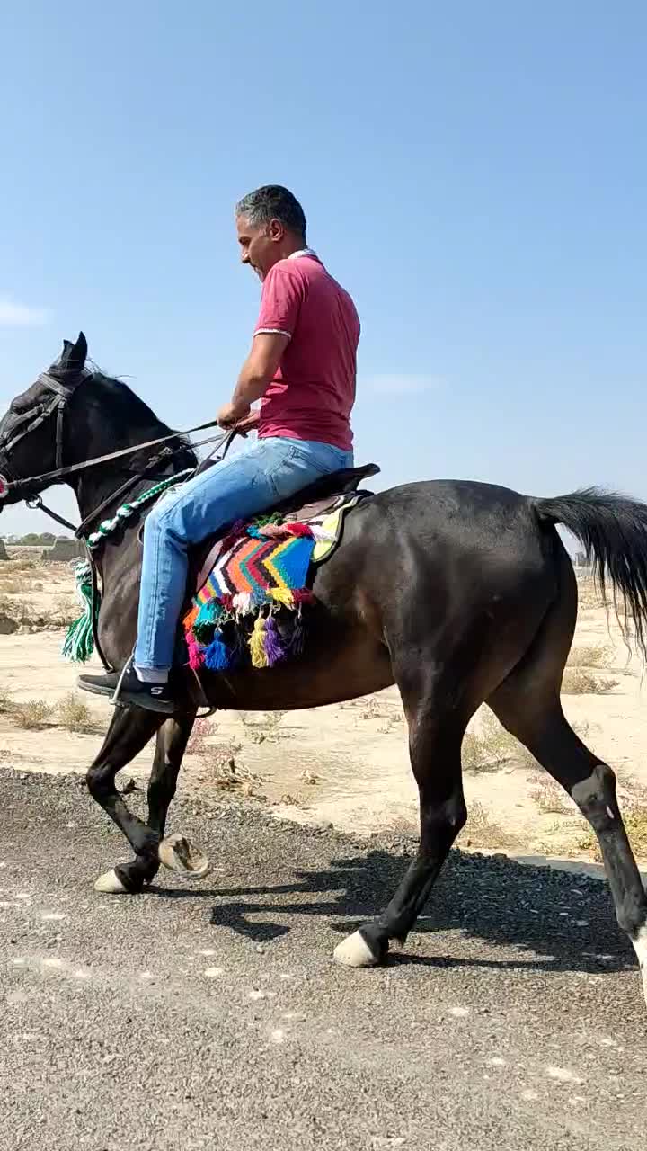 اسب کرد|اسب و تجهیزات اسبسواری|شهریار, شهرک مصطفی خمینی|دیوار