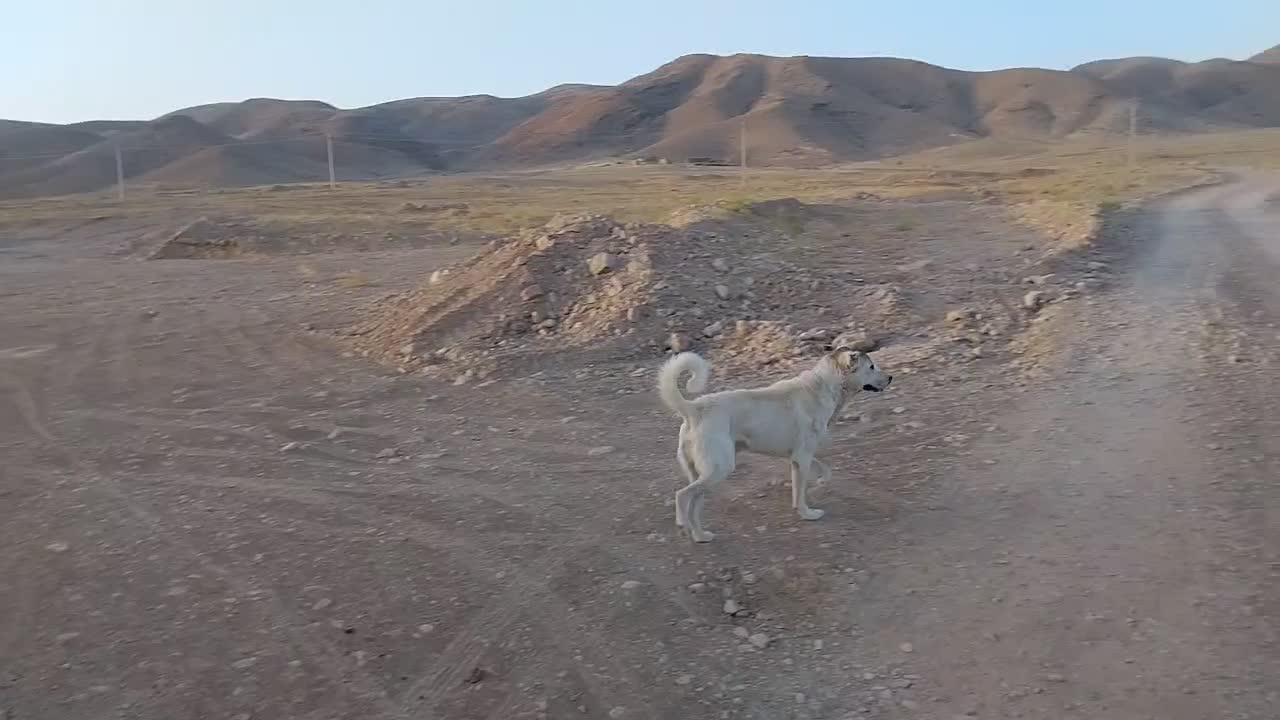 واگذاری سگه گله و نگهبان|سگ|قره ضیاالدین, |دیوار