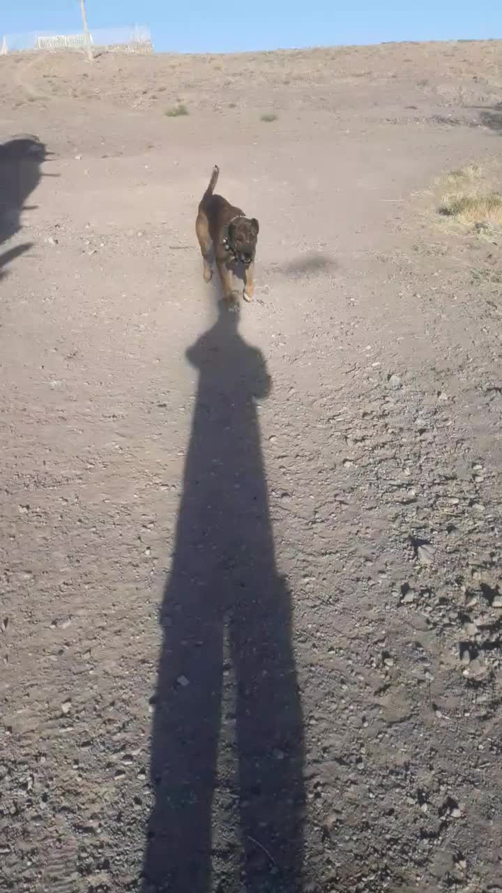 سگ گله|سگ|زاوه, |دیوار