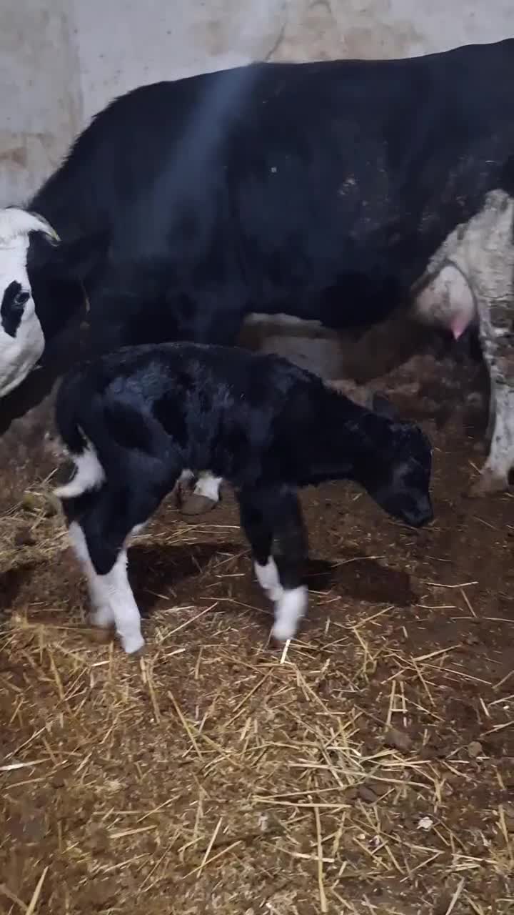 گاو سمینتال تازه زاییده|حیوانات مزرعه|اهر, |دیوار