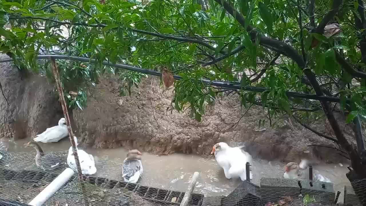 فروش تعدادی اردک اسرائیلی و غاز|حیوانات مزرعه|کلاچای, |دیوار