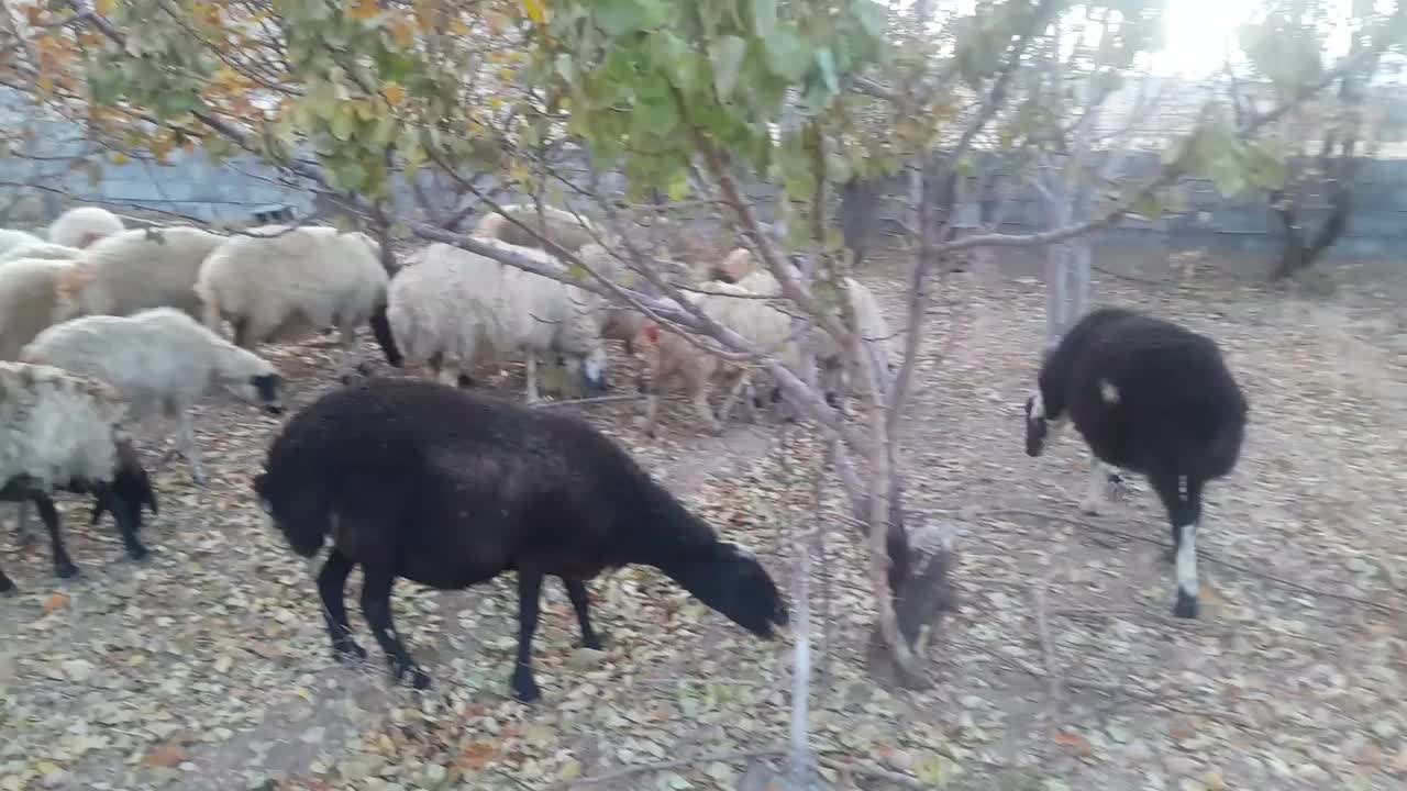 ۱۵۰ راس میش جون داشتی هم ابستن|حیوانات مزرعه|خوانسار, |دیوار